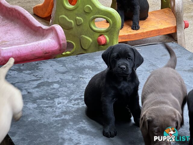 Labrador Puppies Purebred - Adults are hip &amp; elbow scored and full DNA profile..
