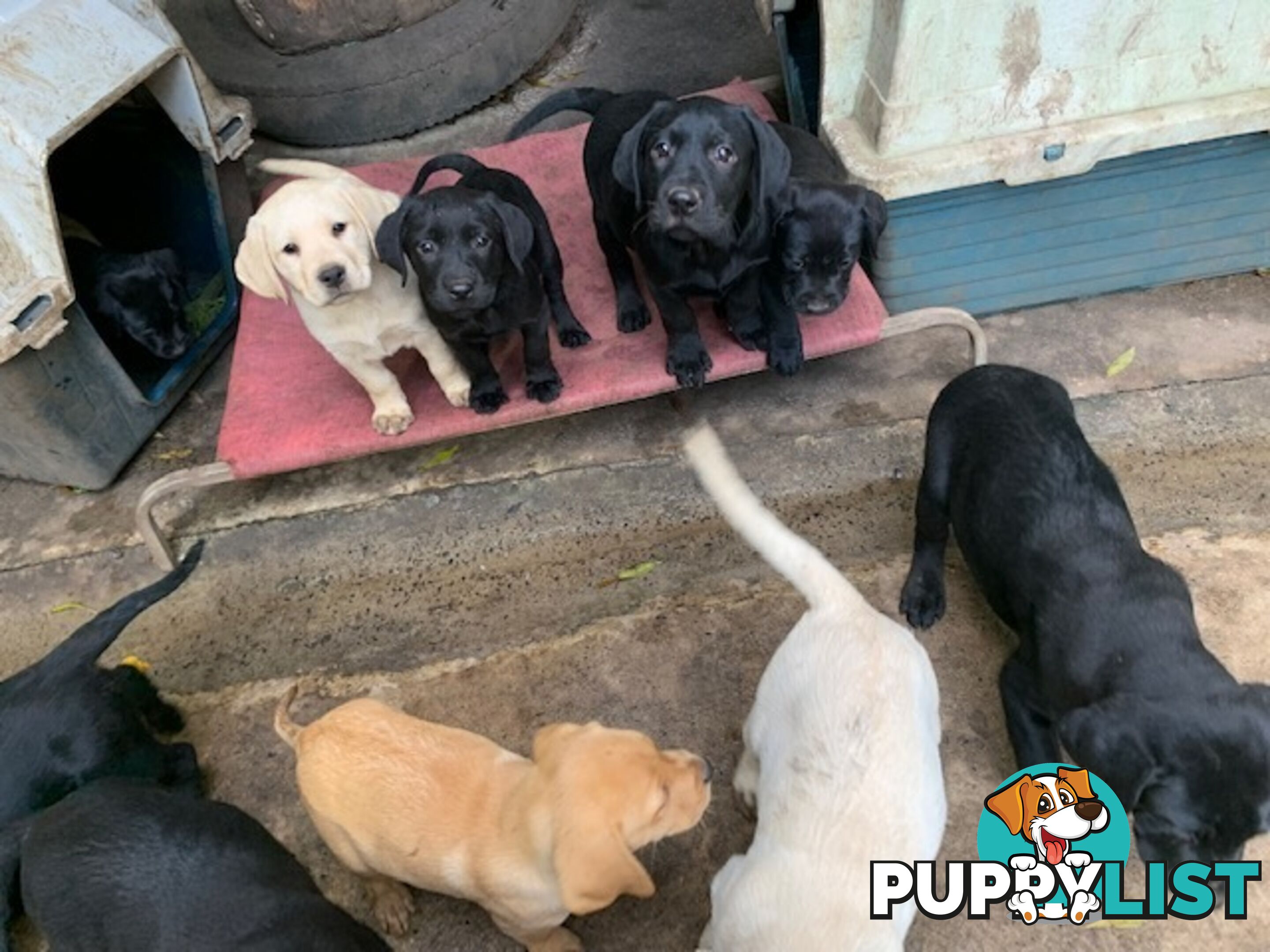 Labrador Puppies Purebred - Adults are hip &amp; elbow scored and full DNA profile..