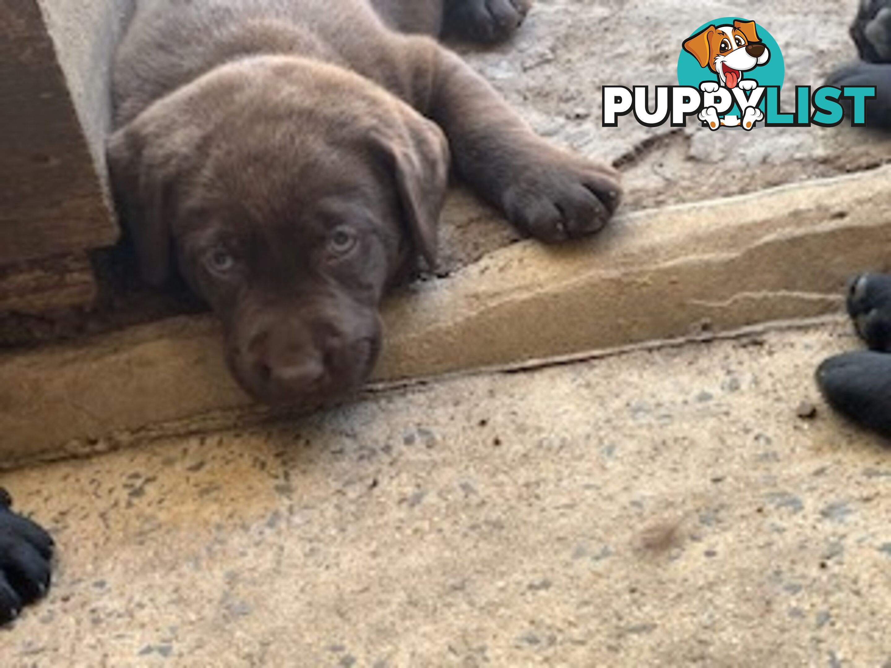 Labrador Puppies Purebred - Adults are hip &amp;amp; elbow scored and full DNA profile..