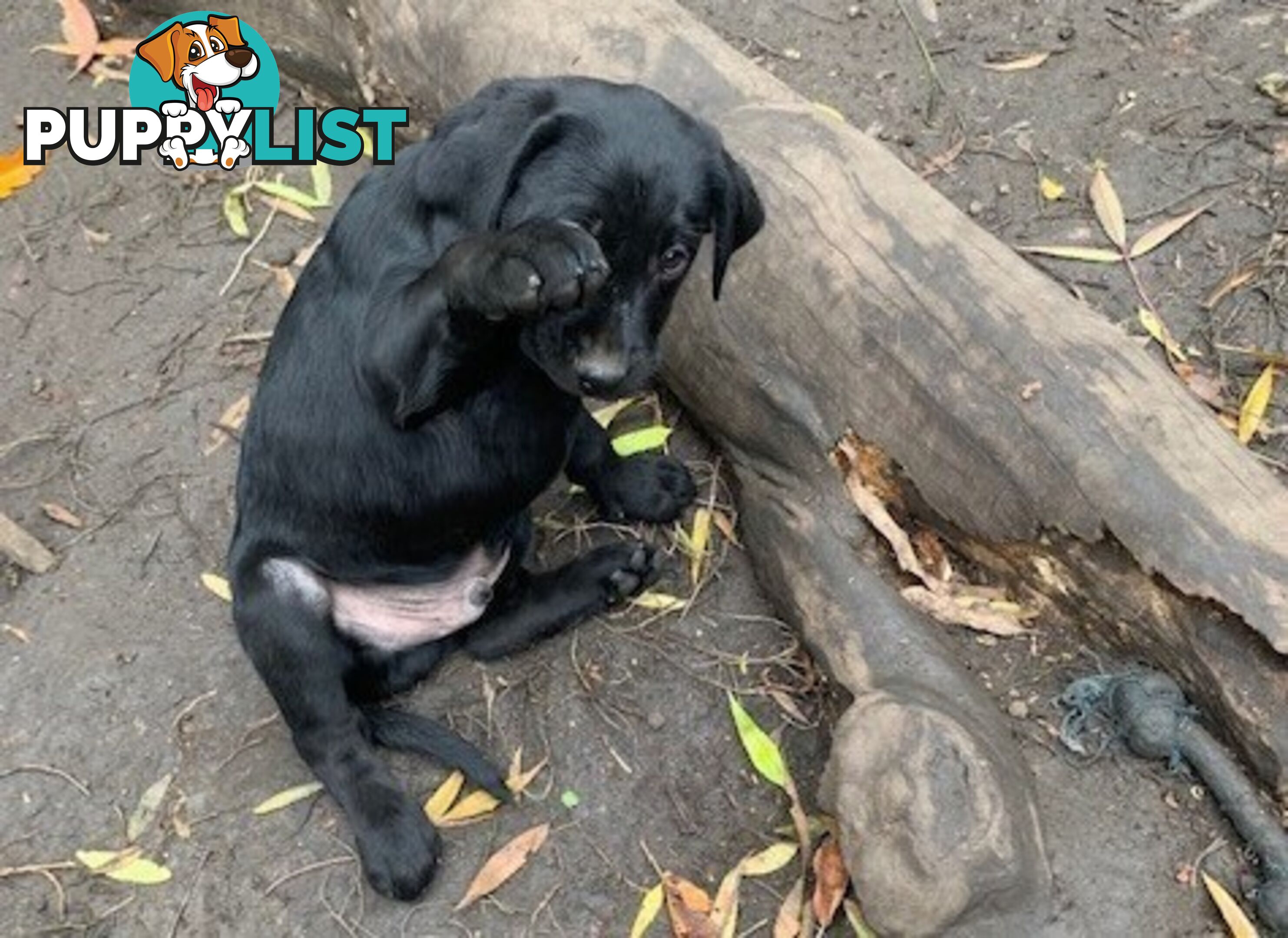 Labrador Puppies Purebred - Adults are hip &amp;amp; elbow scored and full DNA profile..