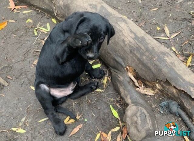 Labrador Puppies Purebred - Adults are hip &amp;amp; elbow scored and full DNA profile..