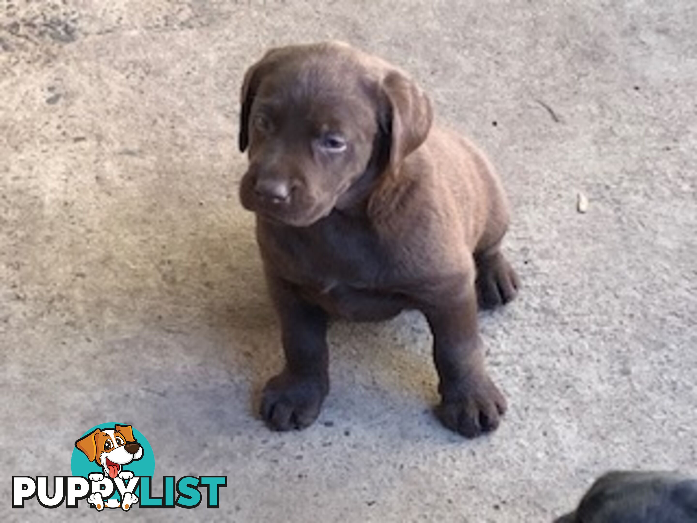 Labrador Puppies Purebred - Adults are hip &amp;amp; elbow scored and full DNA profile..