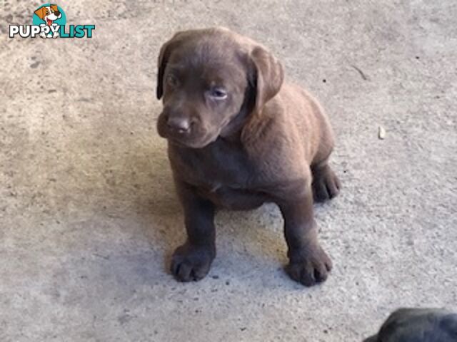 Labrador Puppies Purebred - Adults are hip &amp;amp; elbow scored and full DNA profile..