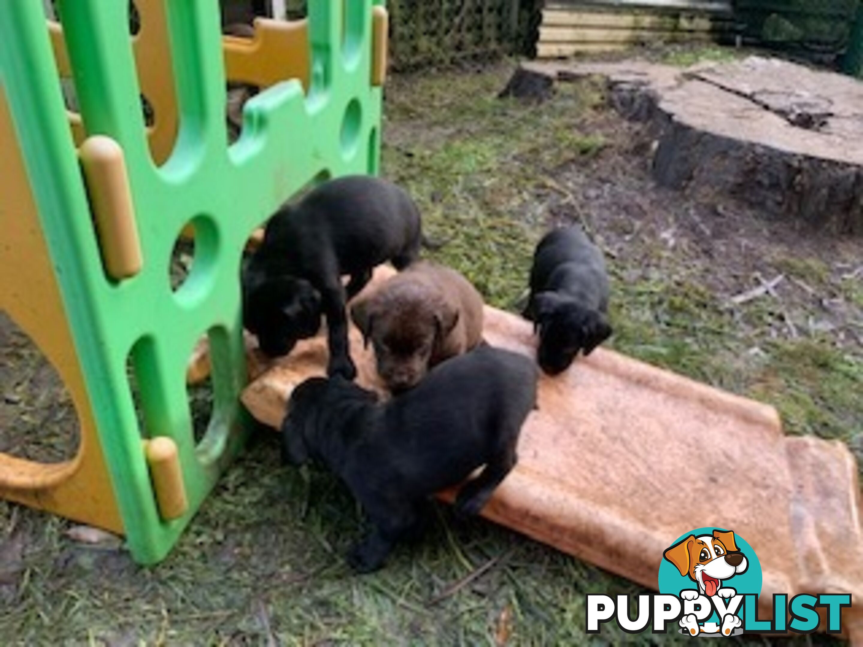 Labrador Puppies Purebred - Adults are hip &amp;amp; elbow scored and full DNA profile..