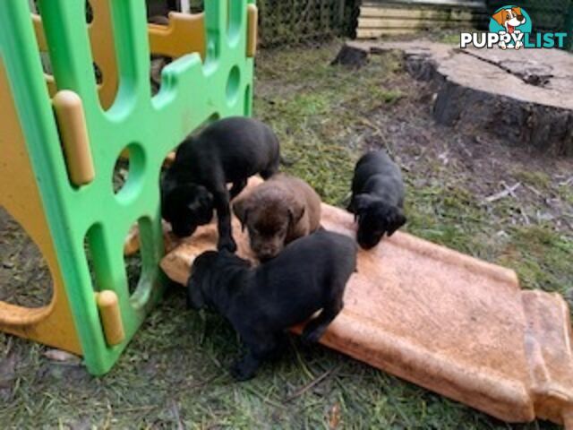 Labrador Puppies Purebred - Adults are hip &amp;amp; elbow scored and full DNA profile..