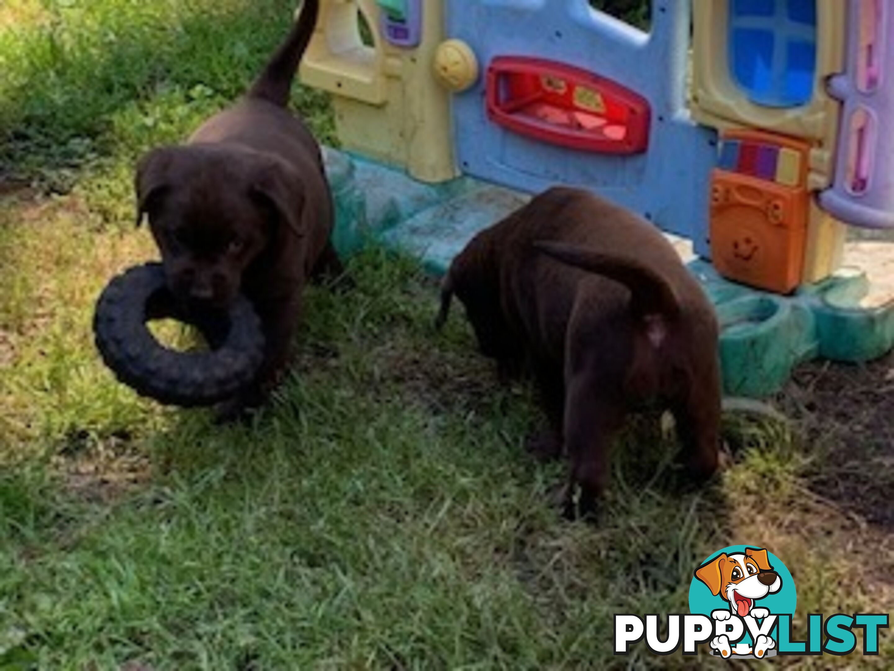 Labrador Puppies Purebred - Adults are hip &amp;amp; elbow scored and full DNA profile..