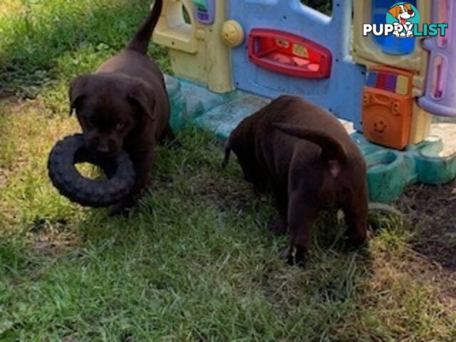 Labrador Puppies Purebred - Adults are hip &amp;amp; elbow scored and full DNA profile..