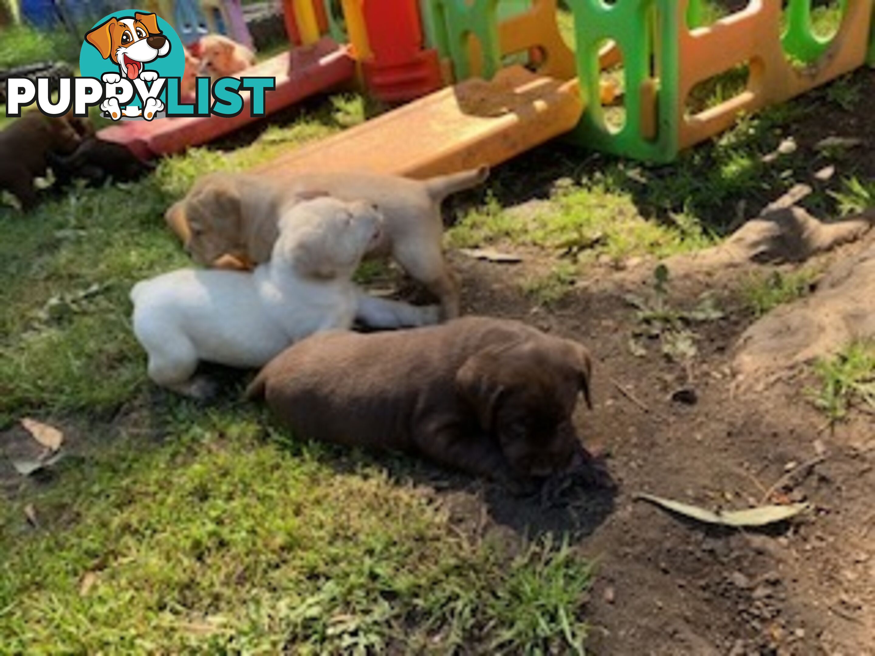 Labrador Puppies Purebred - Adults are hip &amp;amp; elbow scored and full DNA profile..