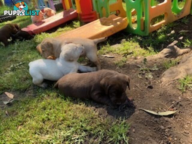 Labrador Puppies Purebred - Adults are hip &amp;amp; elbow scored and full DNA profile..