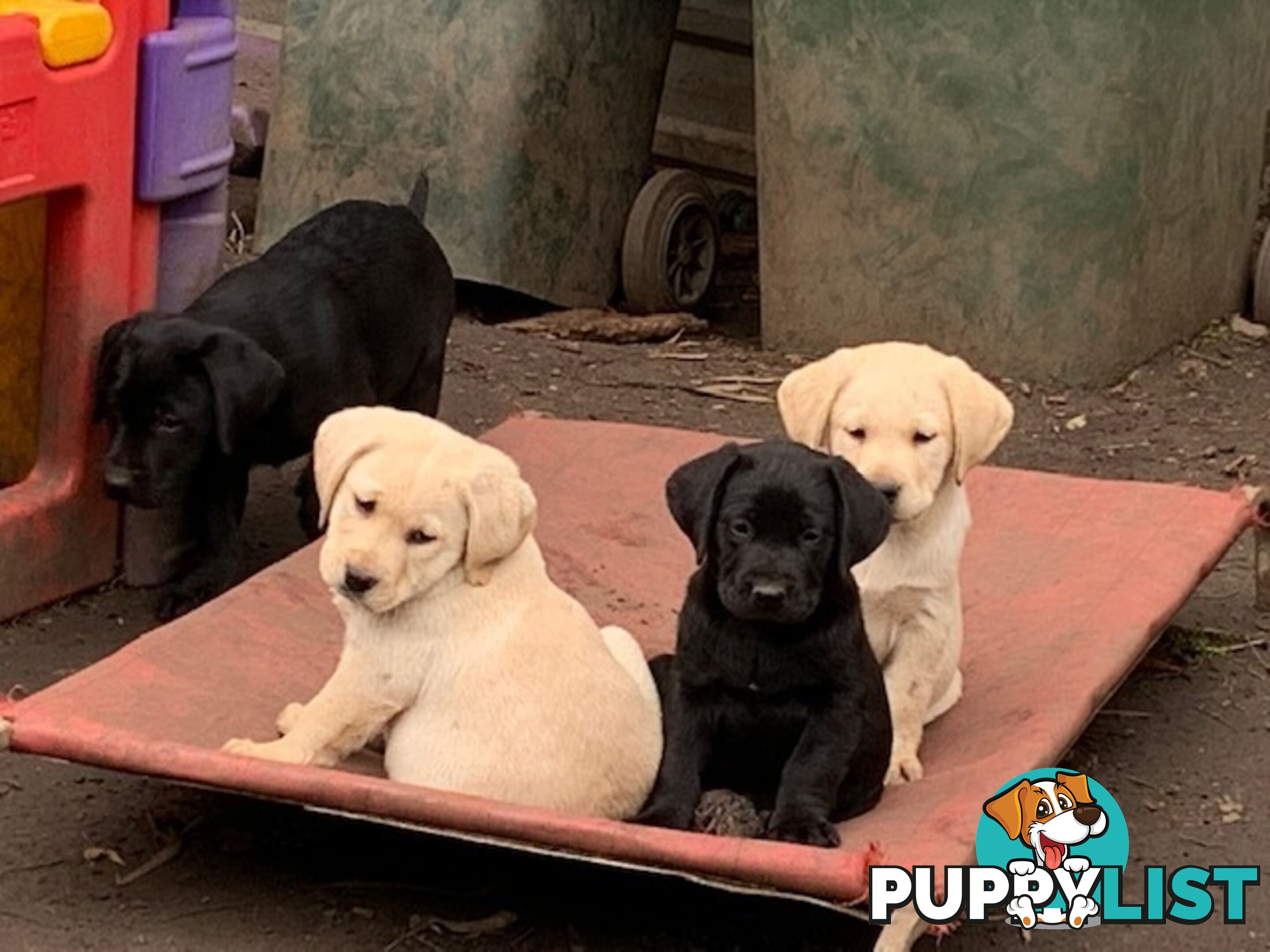 Labrador Puppies Purebred - Adults are hip &amp;amp; elbow scored and full DNA profile..