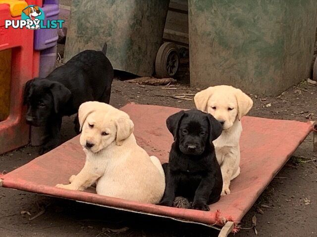 Labrador Puppies Purebred - Adults are hip &amp;amp; elbow scored and full DNA profile..