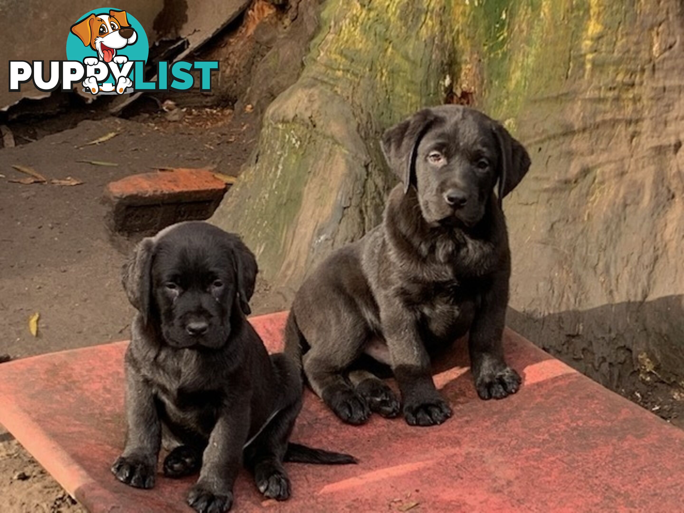 Labrador Puppies Purebred - Adults are hip &amp;amp; elbow scored and full DNA profile..