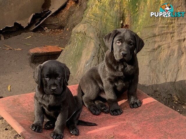 Labrador Puppies Purebred - Adults are hip &amp;amp; elbow scored and full DNA profile..