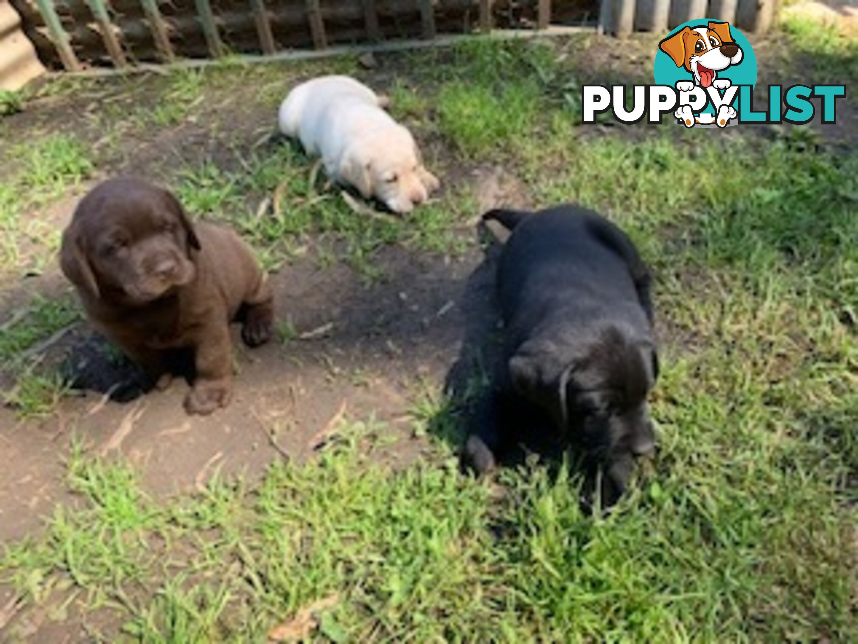 Labrador Puppies Purebred - Adults are hip &amp;amp; elbow scored and full DNA profile..