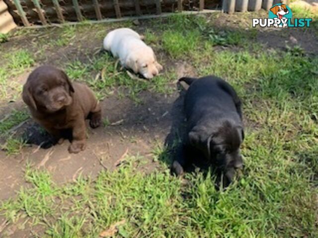 Labrador Puppies Purebred - Adults are hip &amp;amp; elbow scored and full DNA profile..