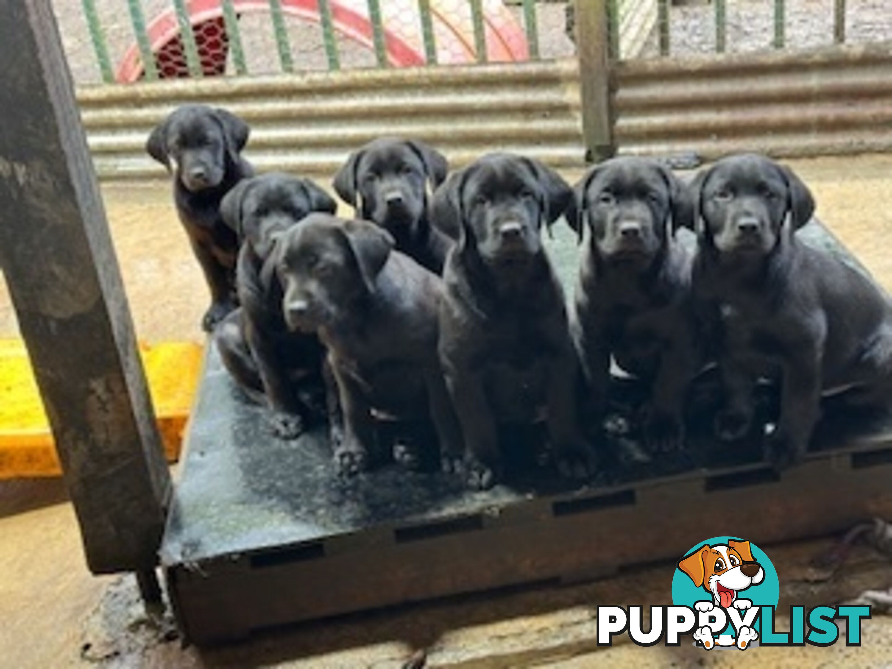 Labrador Puppies Purebred - Adults are hip &amp;amp; elbow scored and full DNA profile..