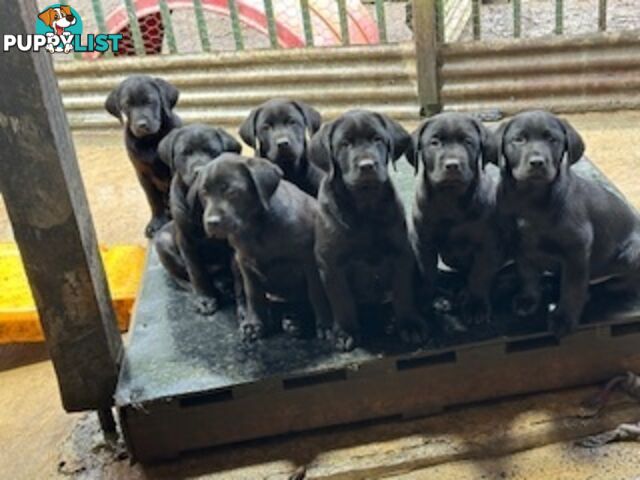 Labrador Puppies Purebred - Adults are hip &amp;amp; elbow scored and full DNA profile..