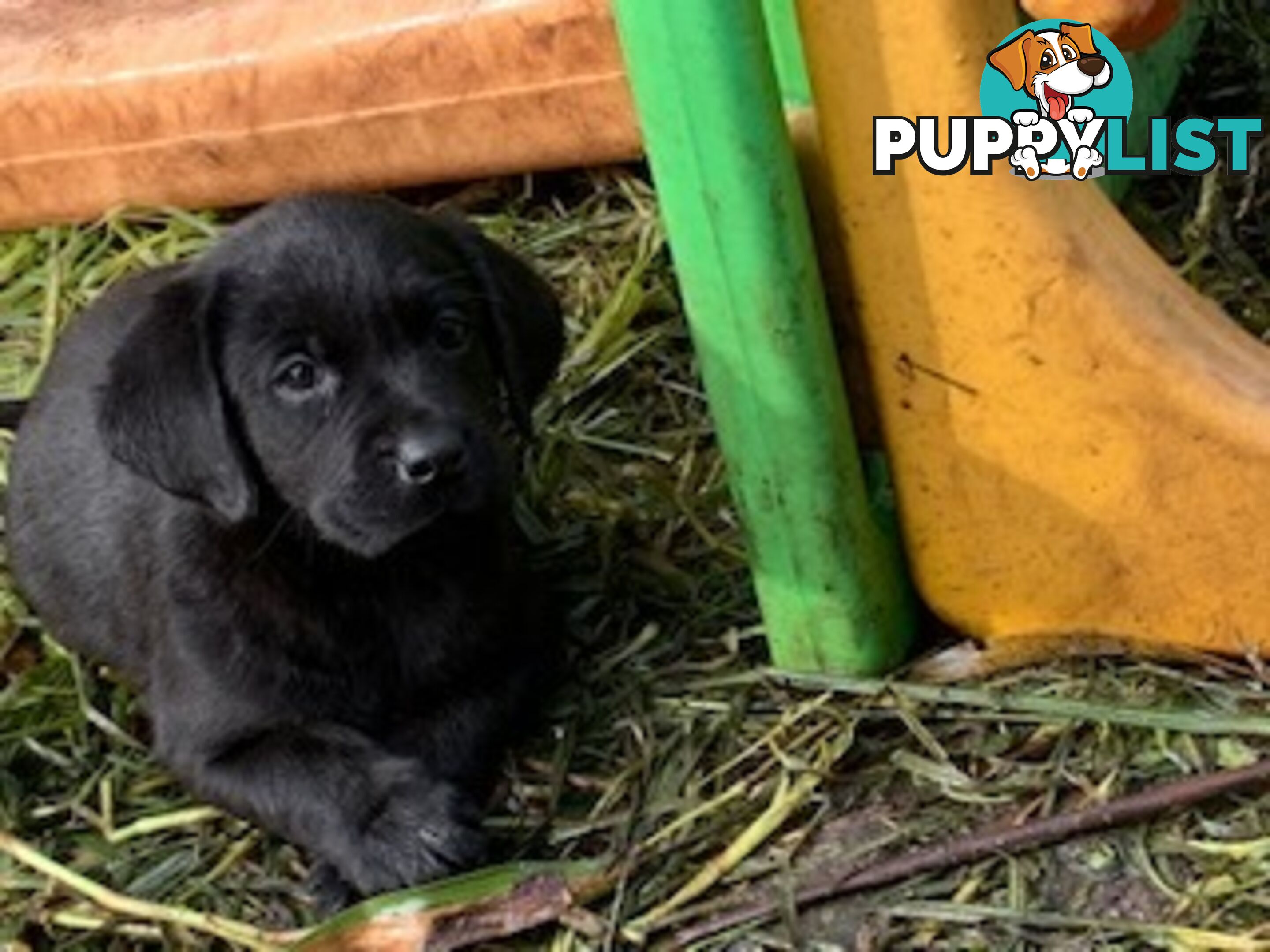 Labrador Puppies Purebred - Adults are hip &amp;amp; elbow scored and full DNA profile..