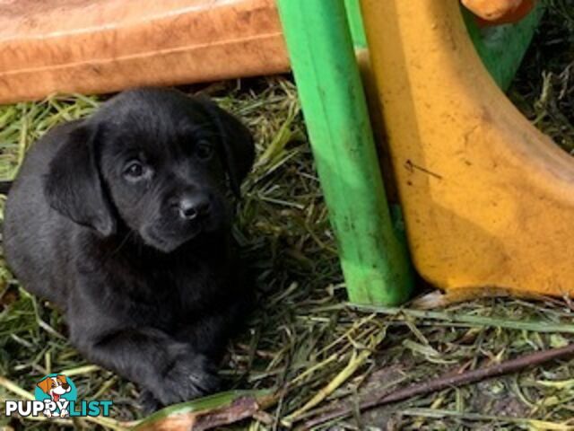 Labrador Puppies Purebred - Adults are hip &amp;amp; elbow scored and full DNA profile..