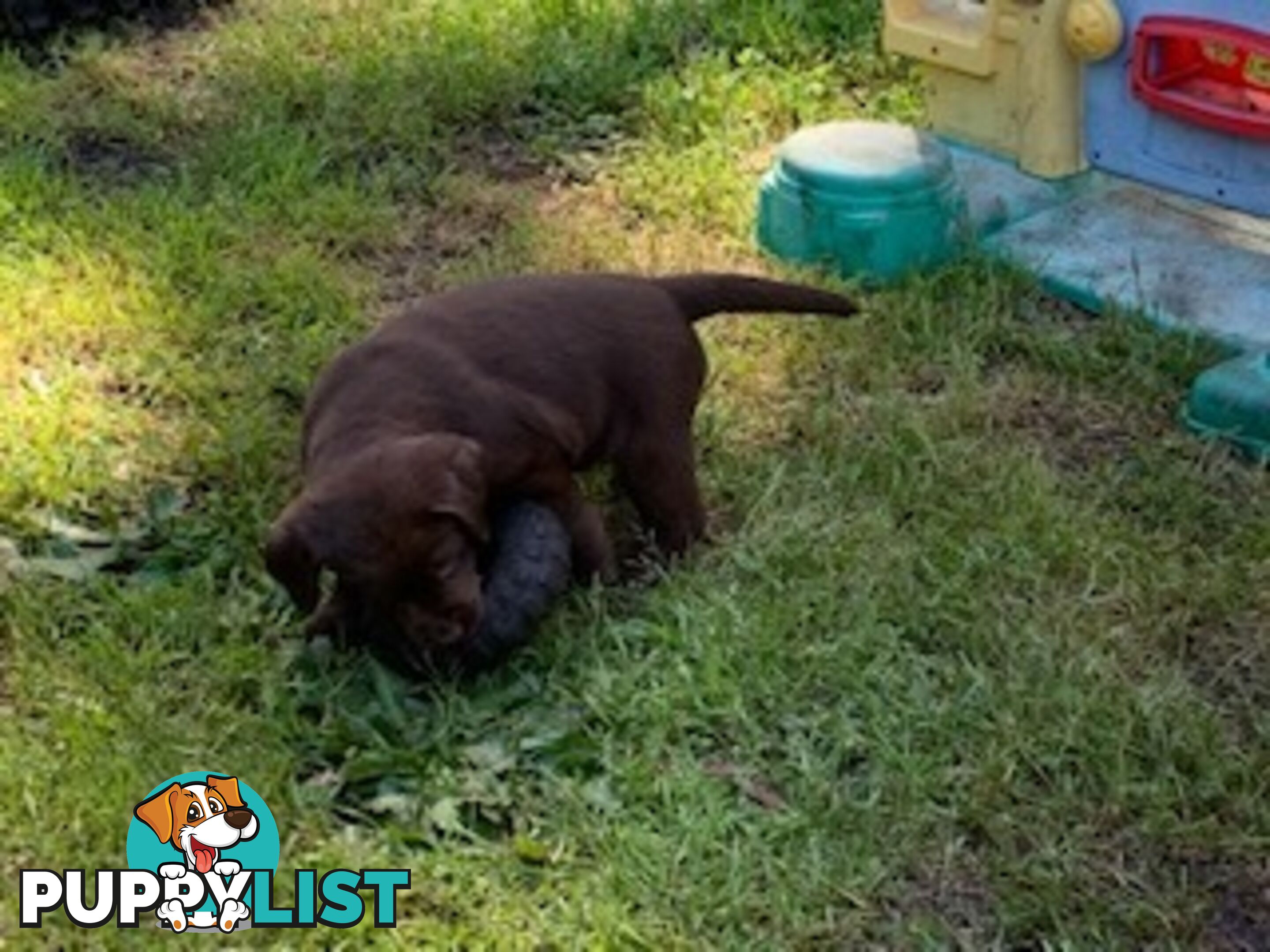 Labrador Puppies Purebred - Adults are hip &amp;amp; elbow scored and full DNA profile..