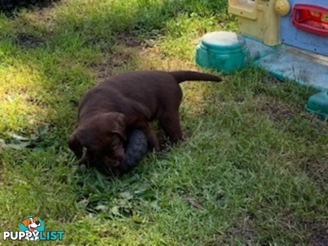 Labrador Puppies Purebred - Adults are hip &amp;amp; elbow scored and full DNA profile..