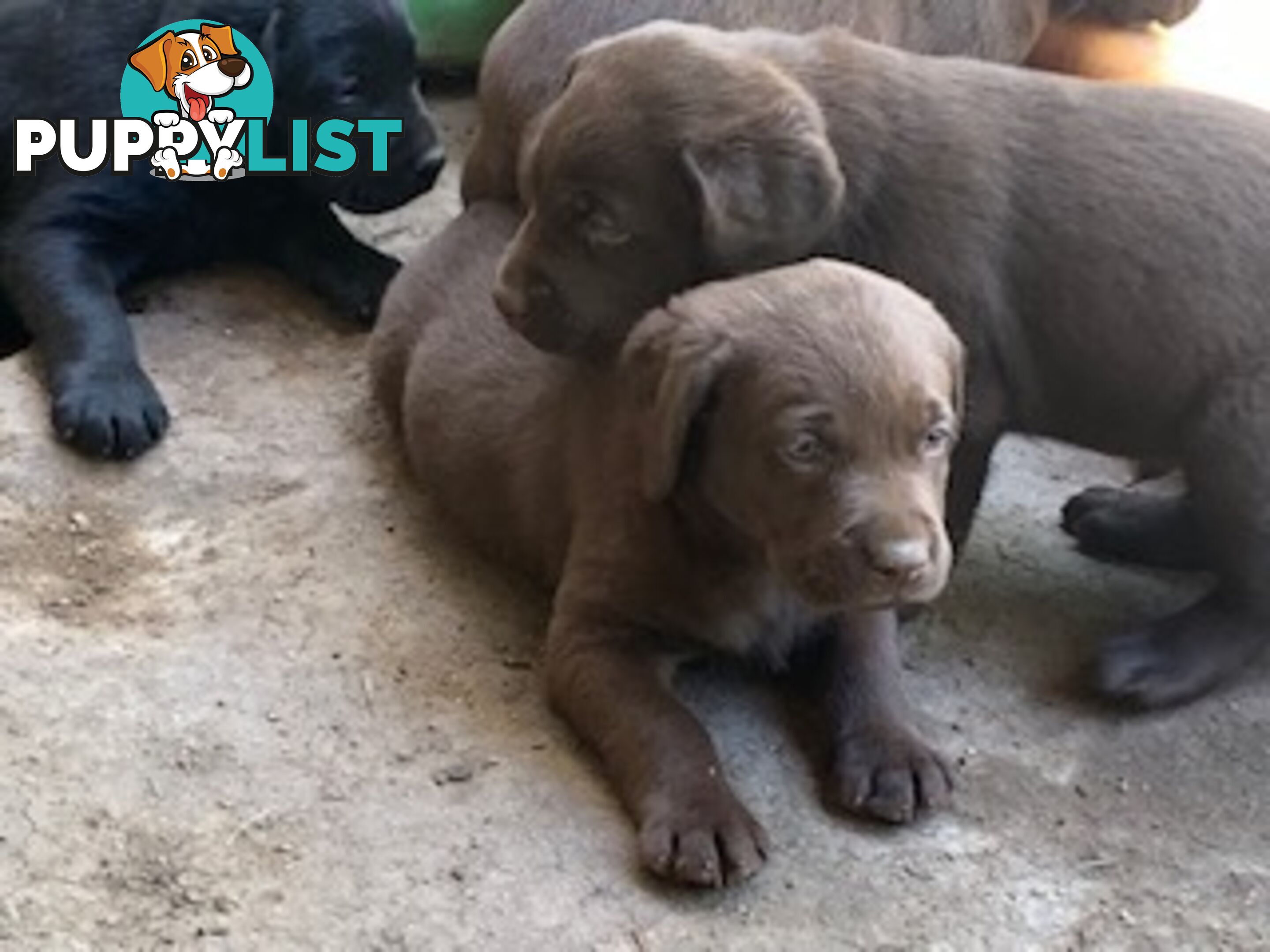 Labrador Puppies Purebred - Adults are hip &amp;amp; elbow scored and full DNA profile..