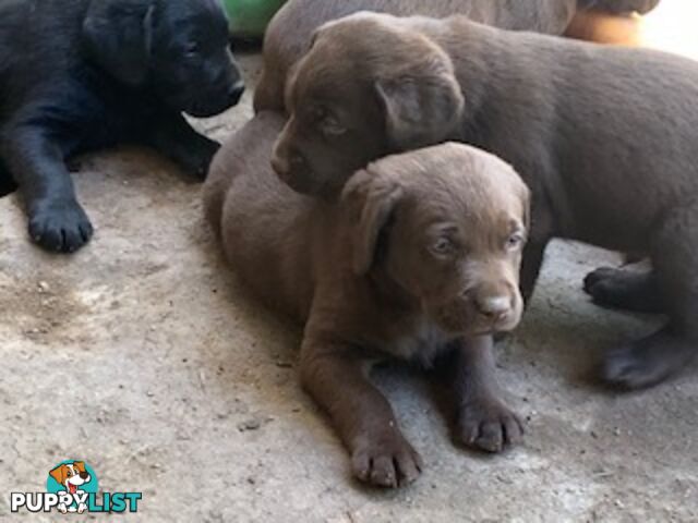 Labrador Puppies Purebred - Adults are hip &amp;amp; elbow scored and full DNA profile..