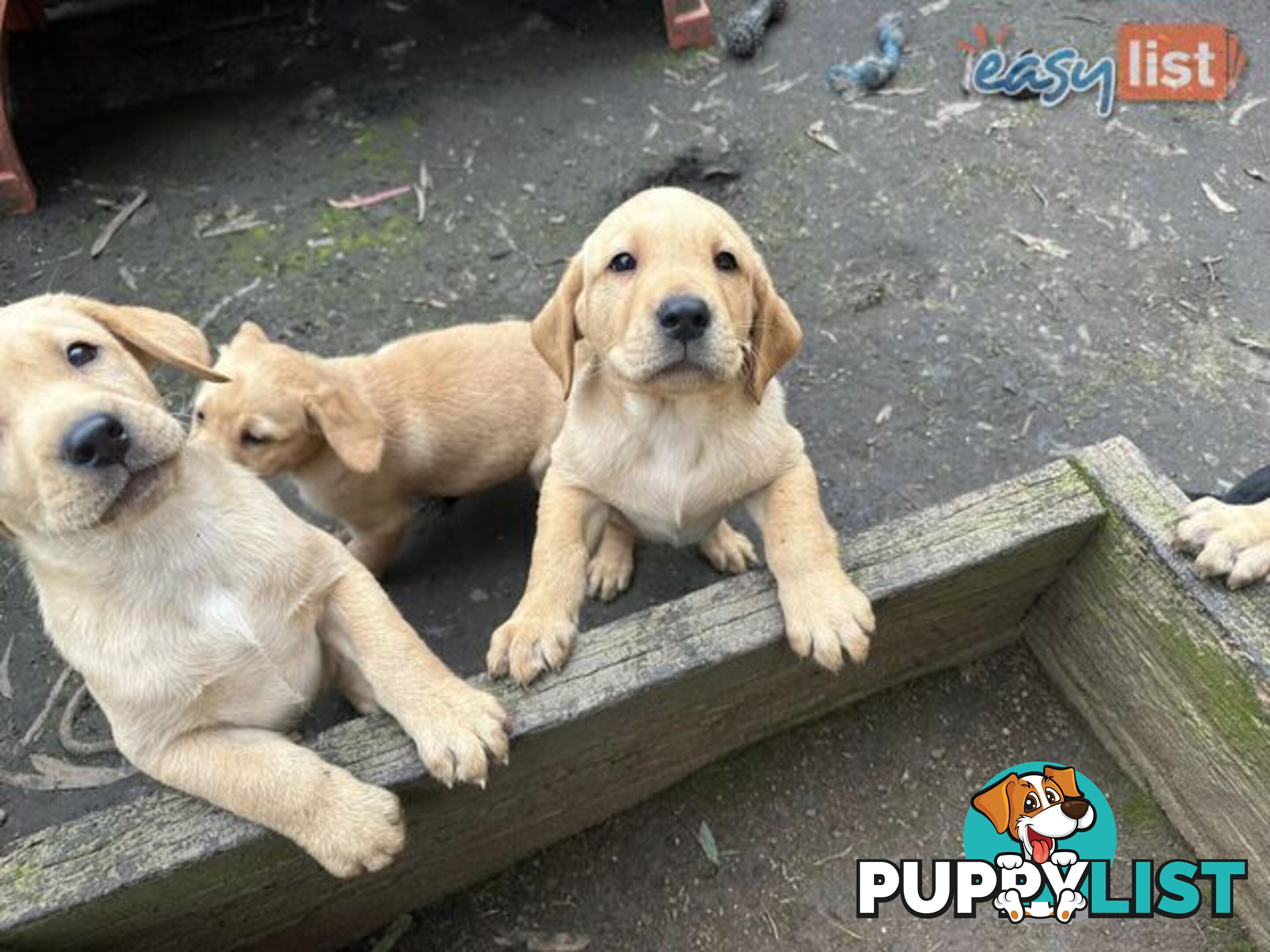 Labrador Puppies - Purebred