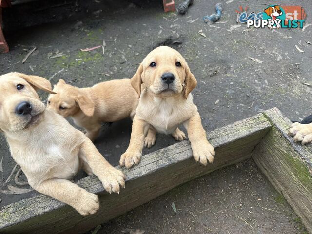 Labrador Puppies - Purebred