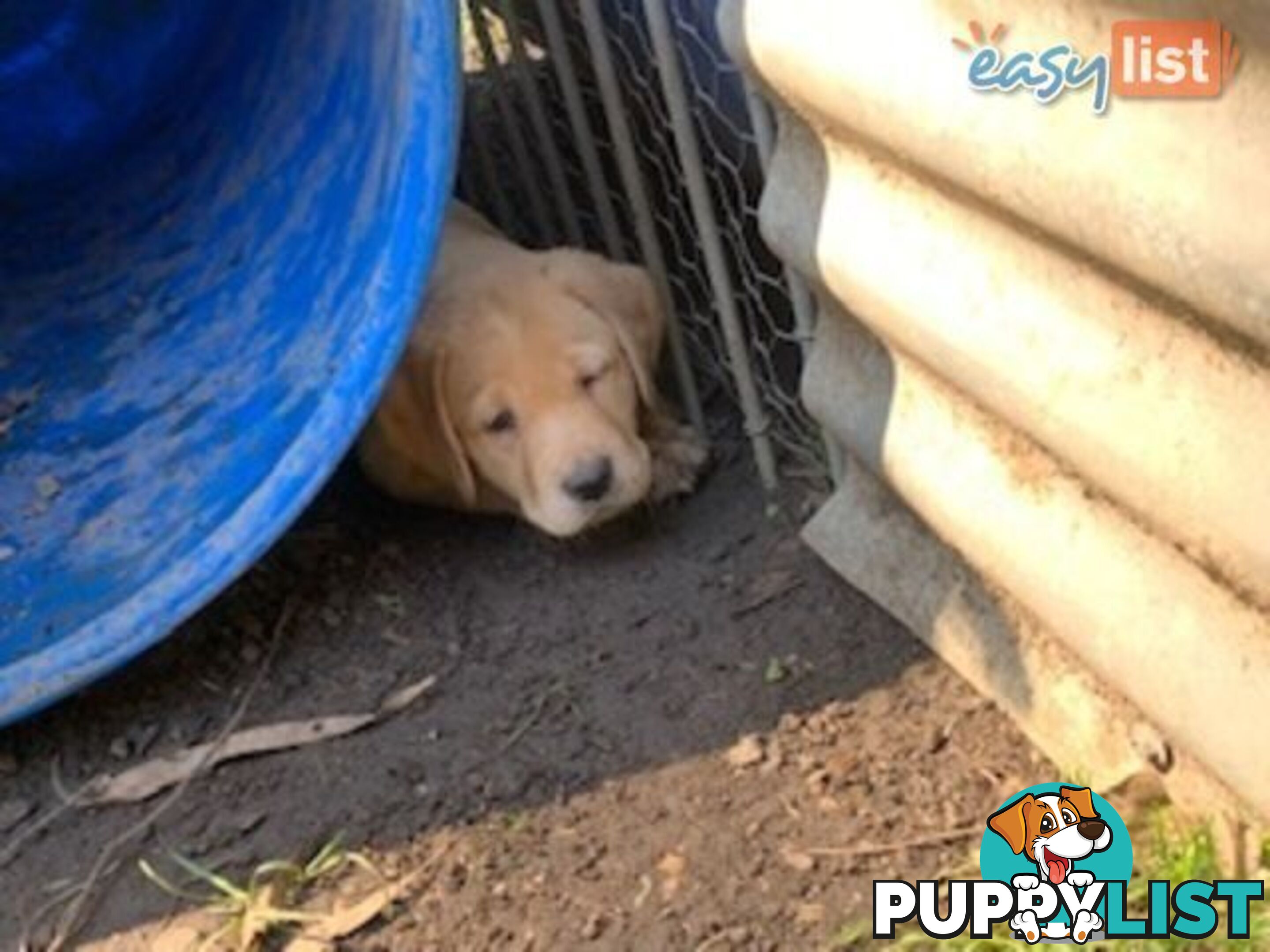Labrador Puppies - Purebred