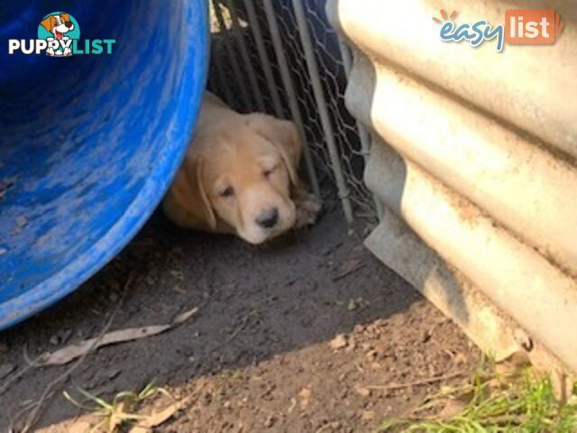 Labrador Puppies - Purebred