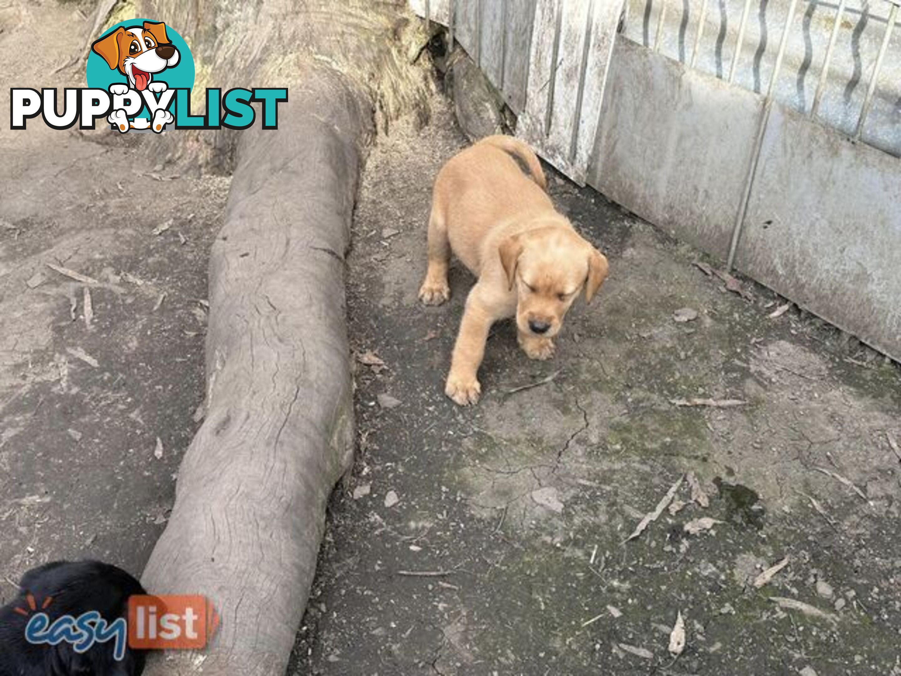 Labrador Puppies - Purebred