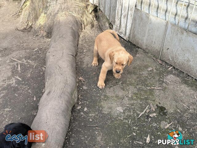Labrador Puppies - Purebred