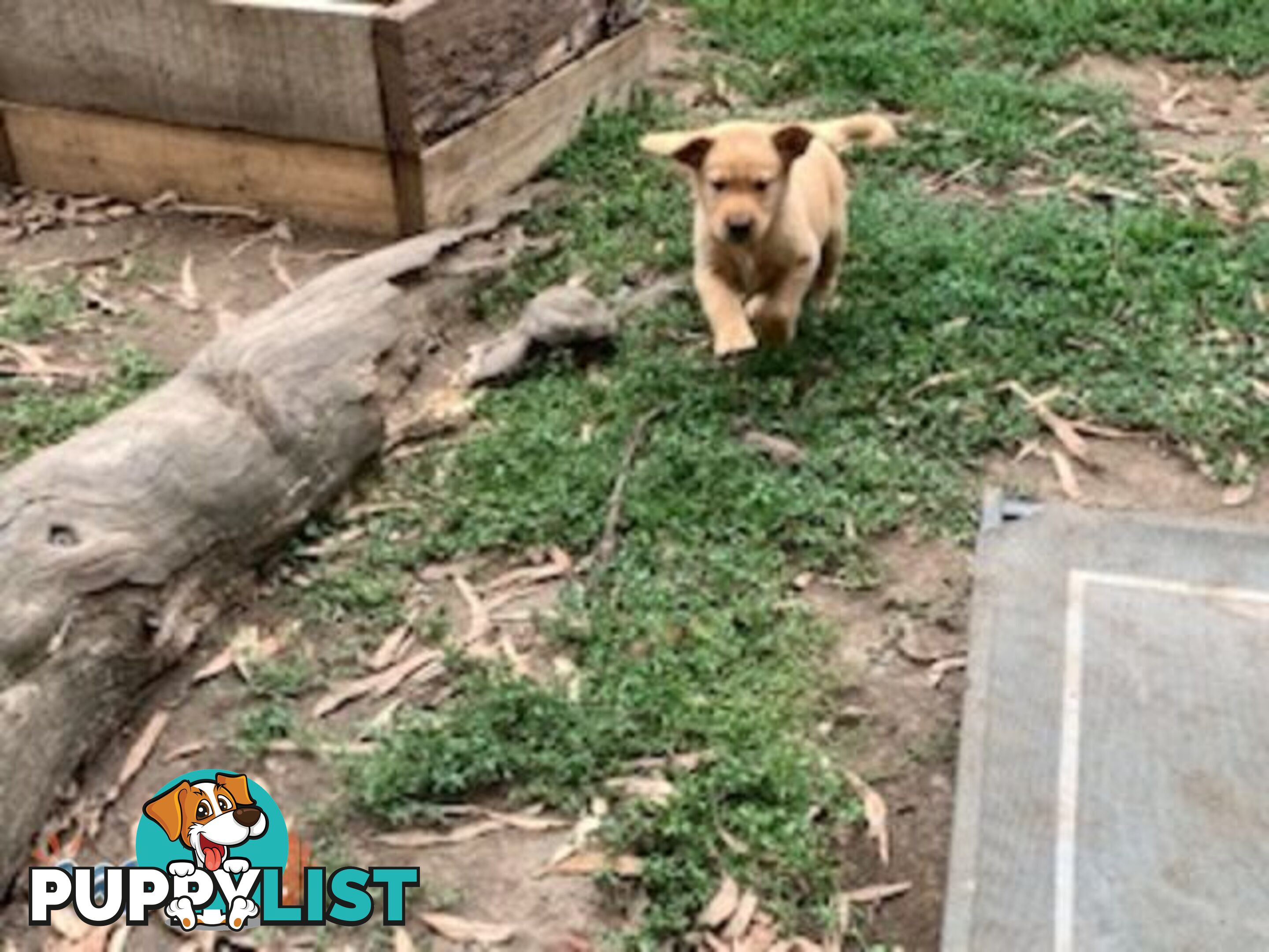 Labrador Puppies - Purebred