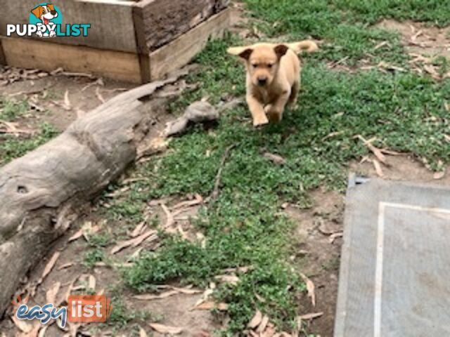 Labrador Puppies - Purebred