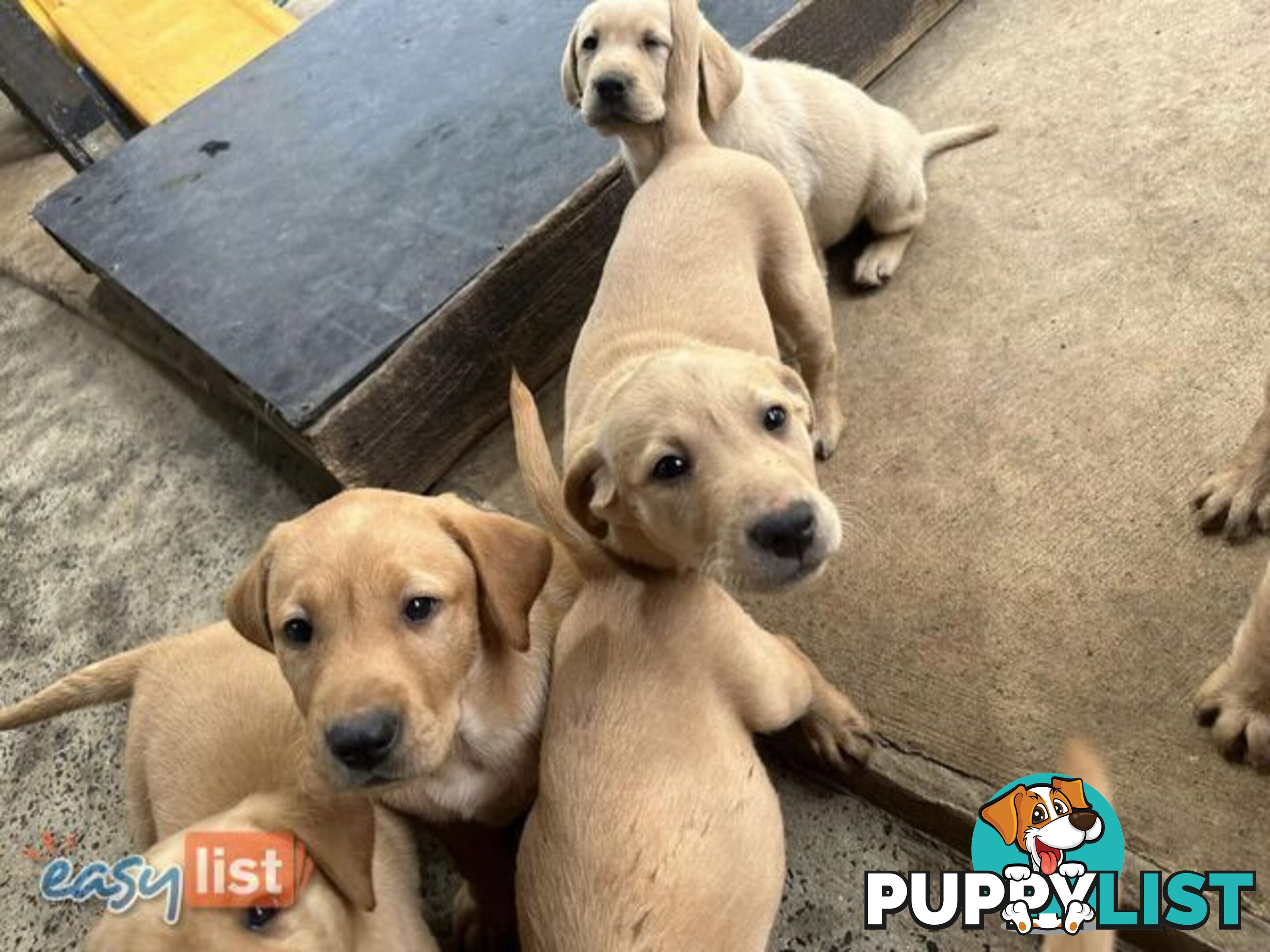 Labrador Puppies - Purebred