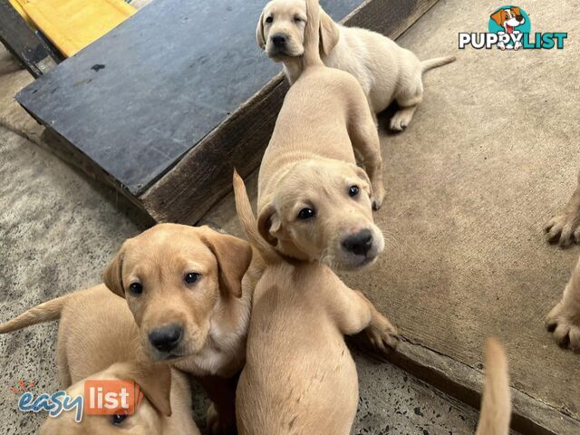 Labrador Puppies - Purebred