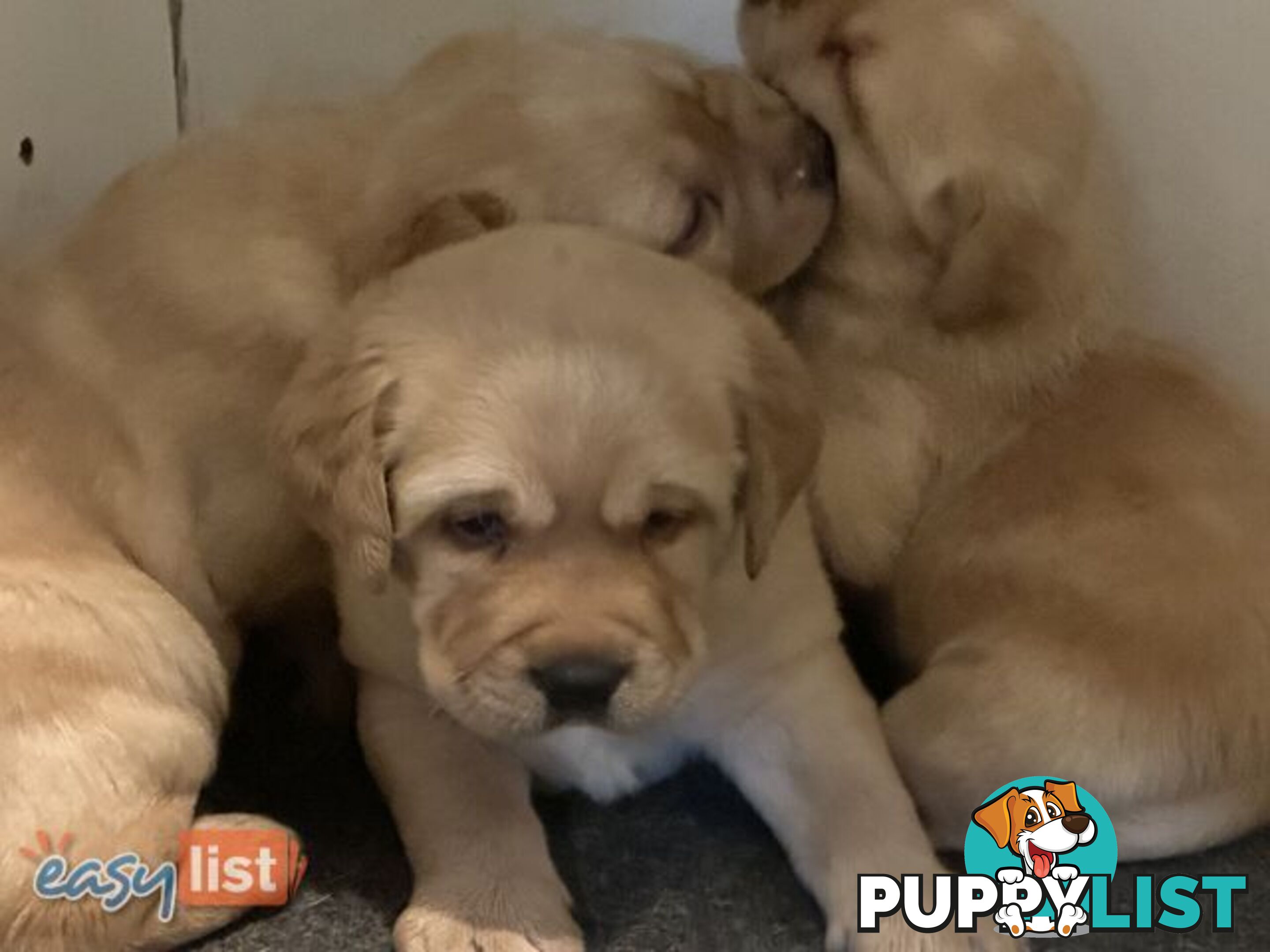 Labrador Puppies - Purebred