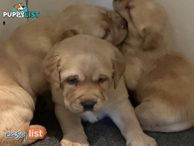 Labrador Puppies - Purebred