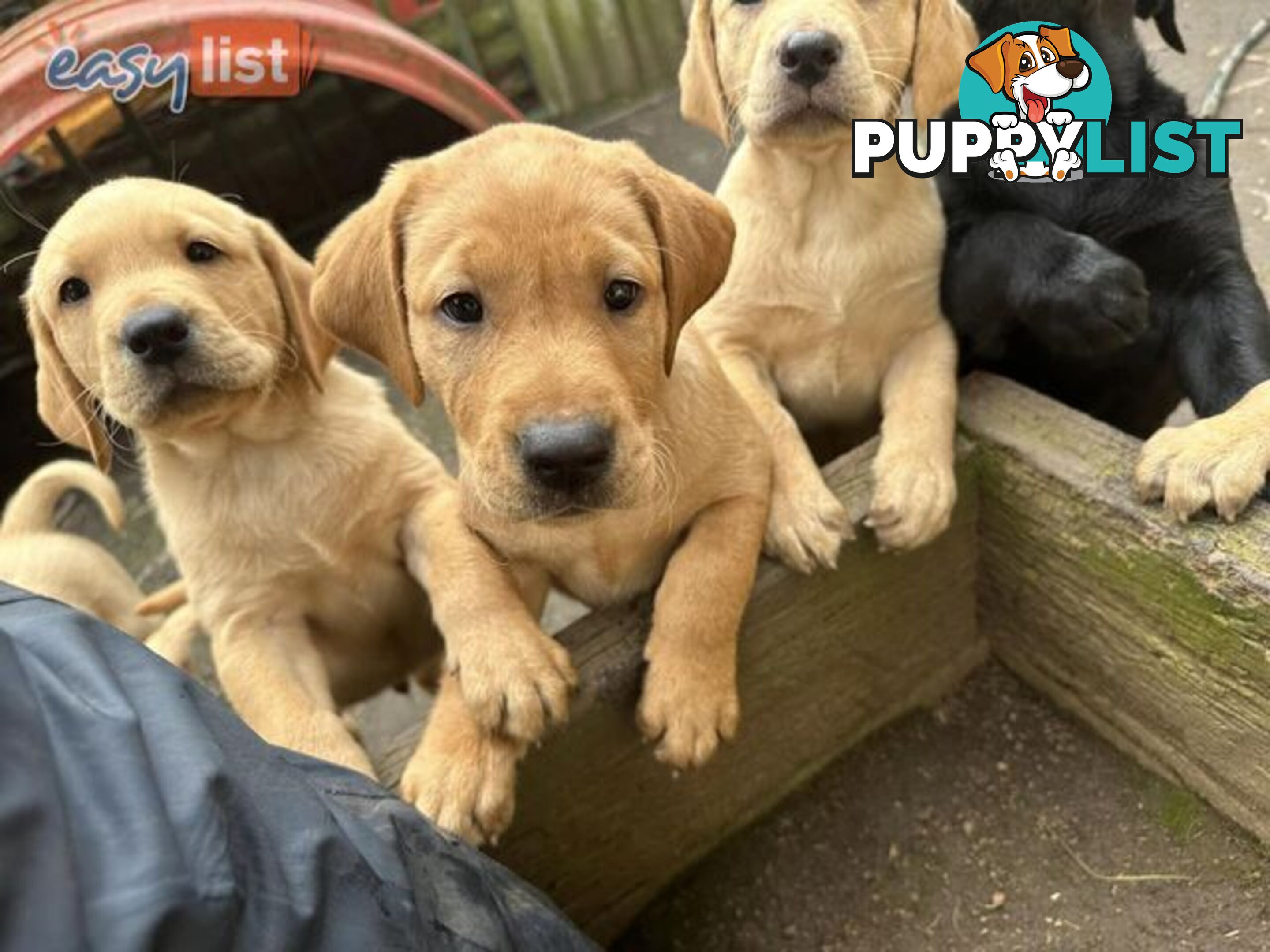 Labrador Puppies - Purebred