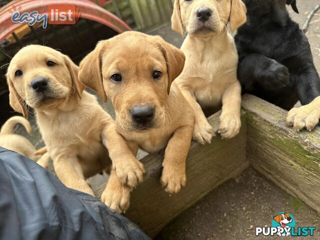 Labrador Puppies - Purebred