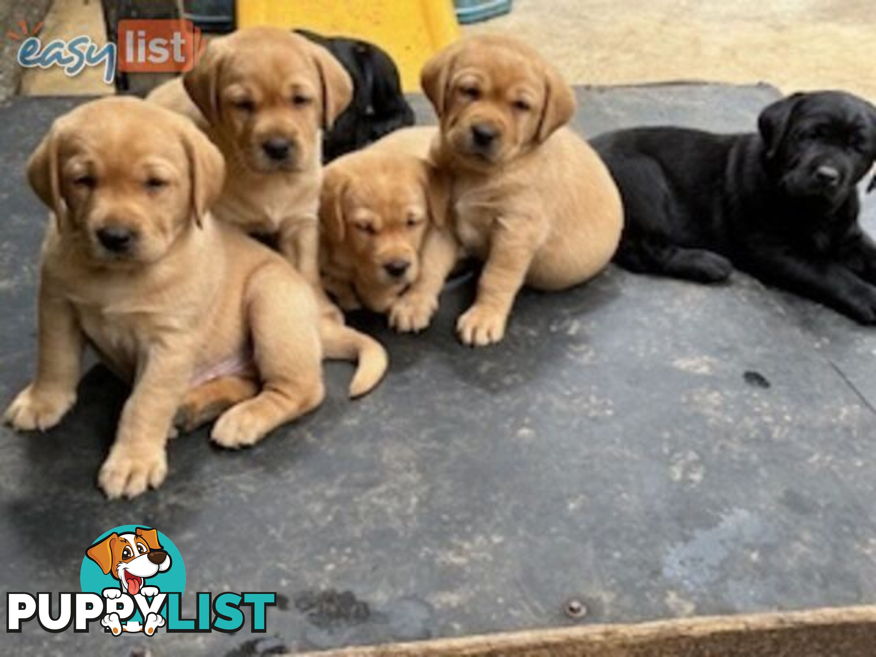 Labrador Puppies - Purebred