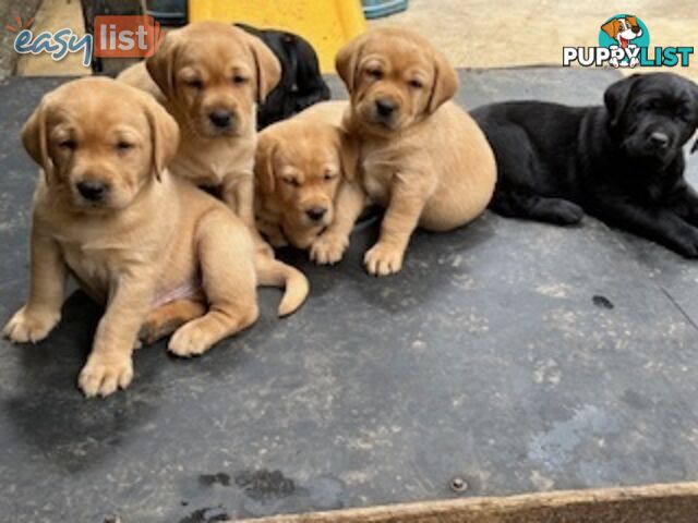 Labrador Puppies - Purebred