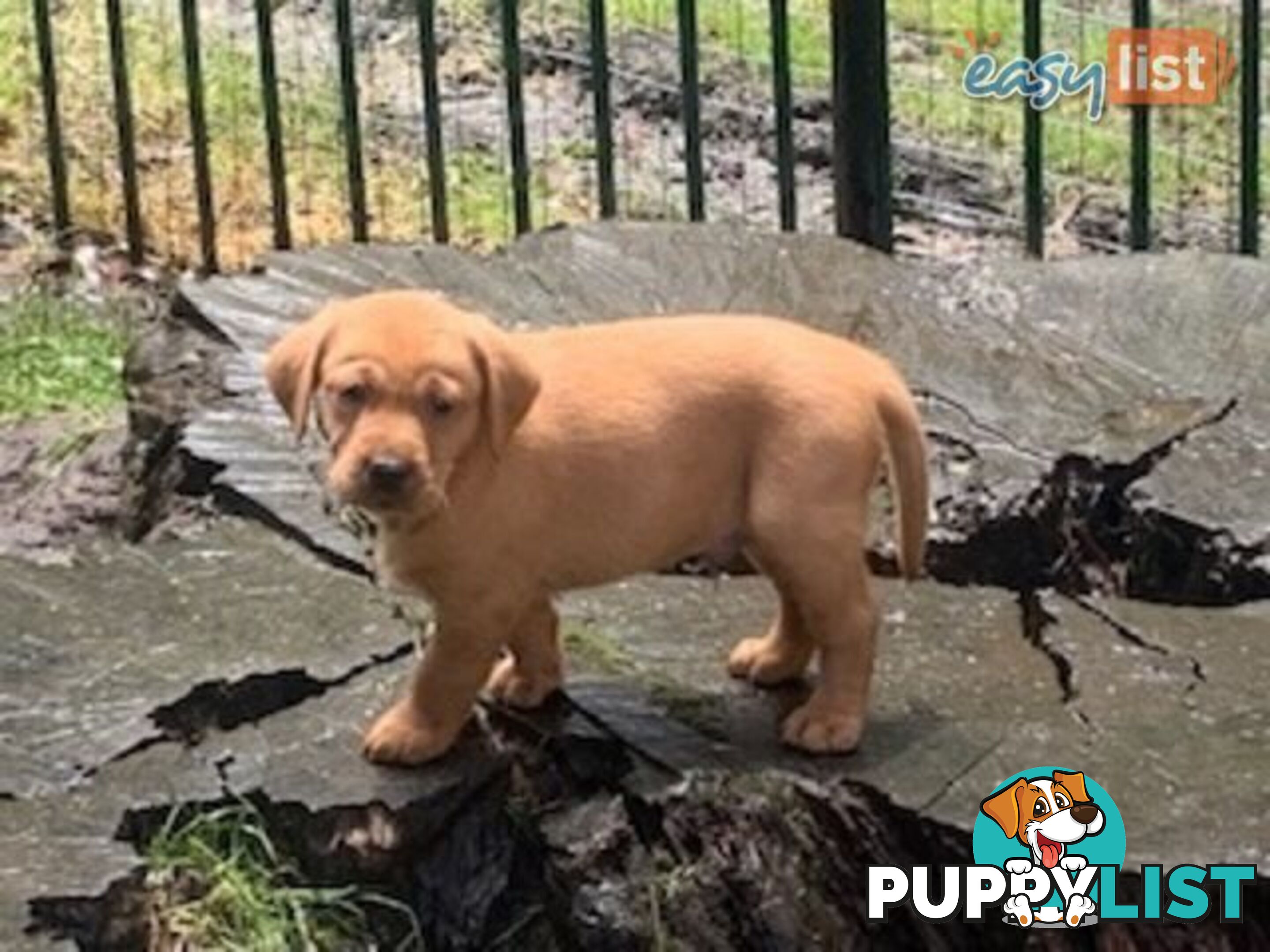 Labrador Puppies - Purebred