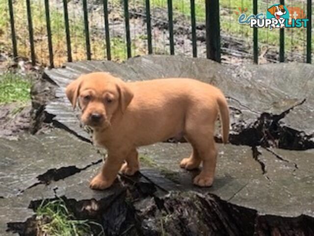Labrador Puppies - Purebred
