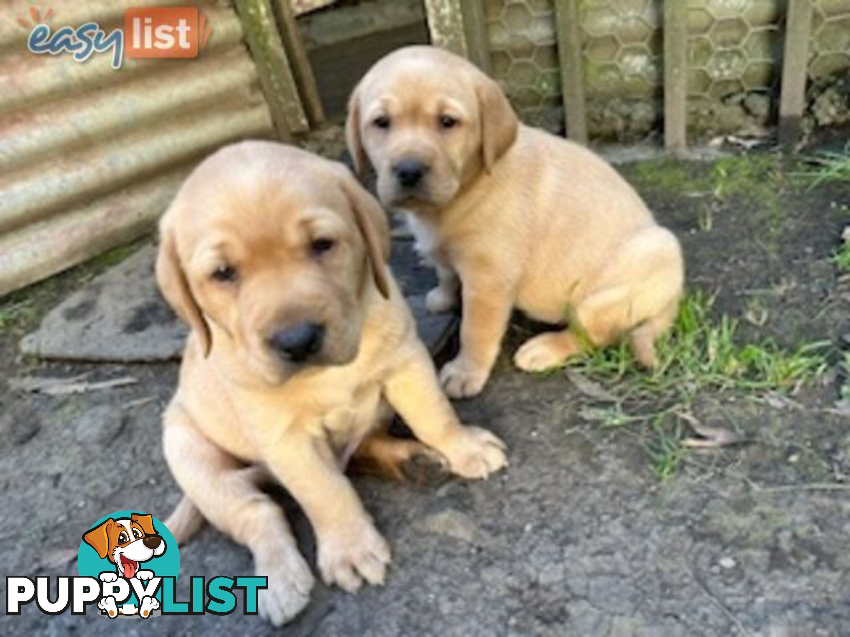 Labrador Puppies - Purebred