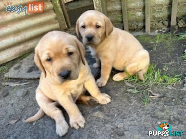 Labrador Puppies - Purebred