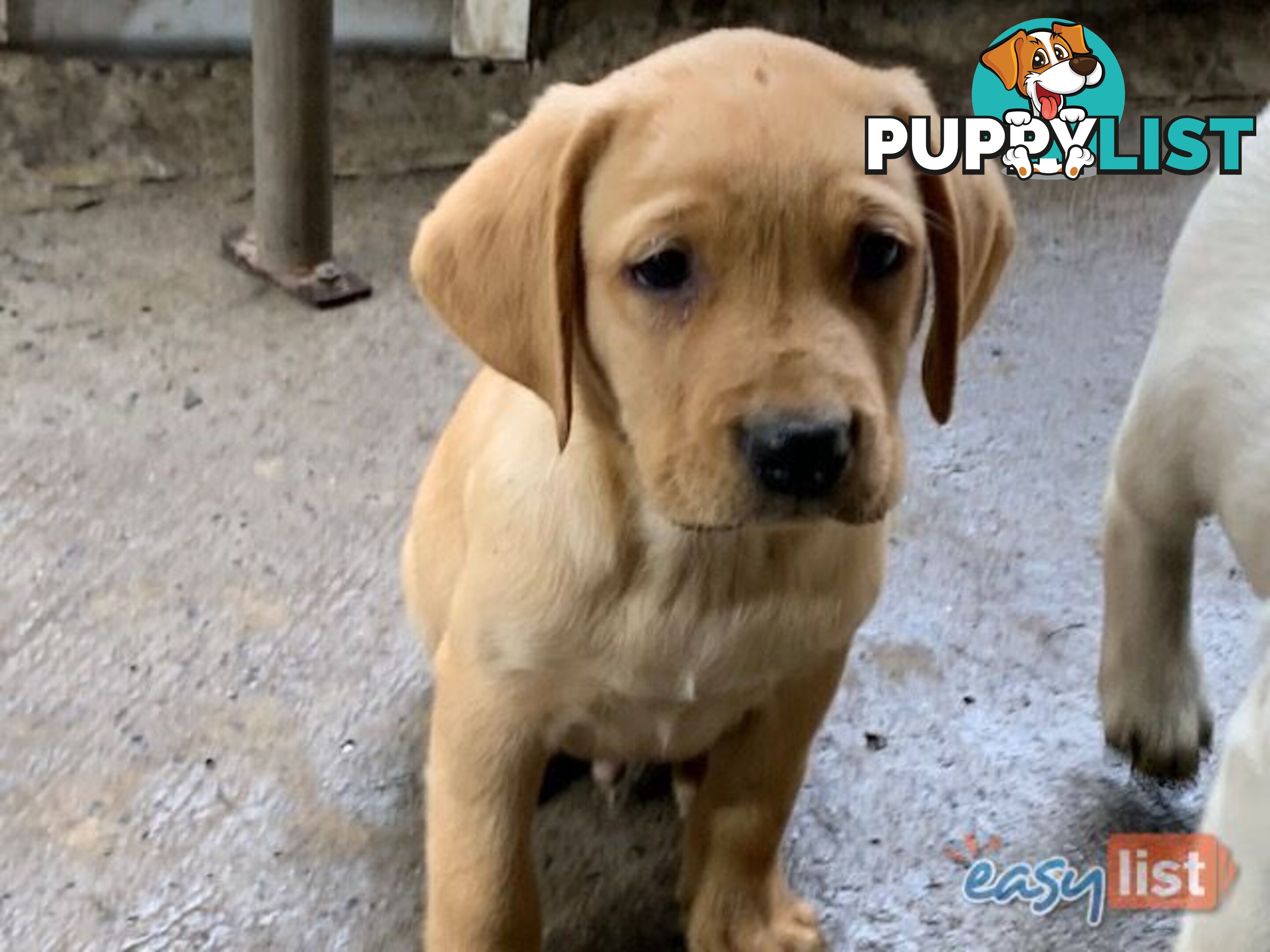 Labrador Puppies - Purebred