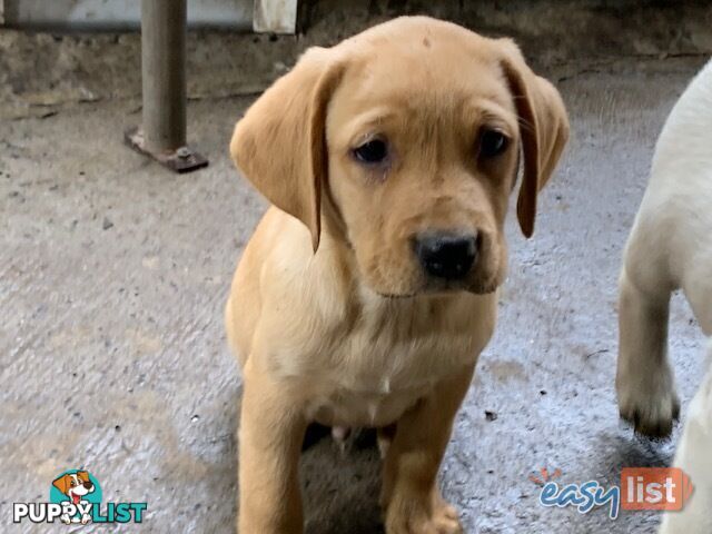 Labrador Puppies - Purebred