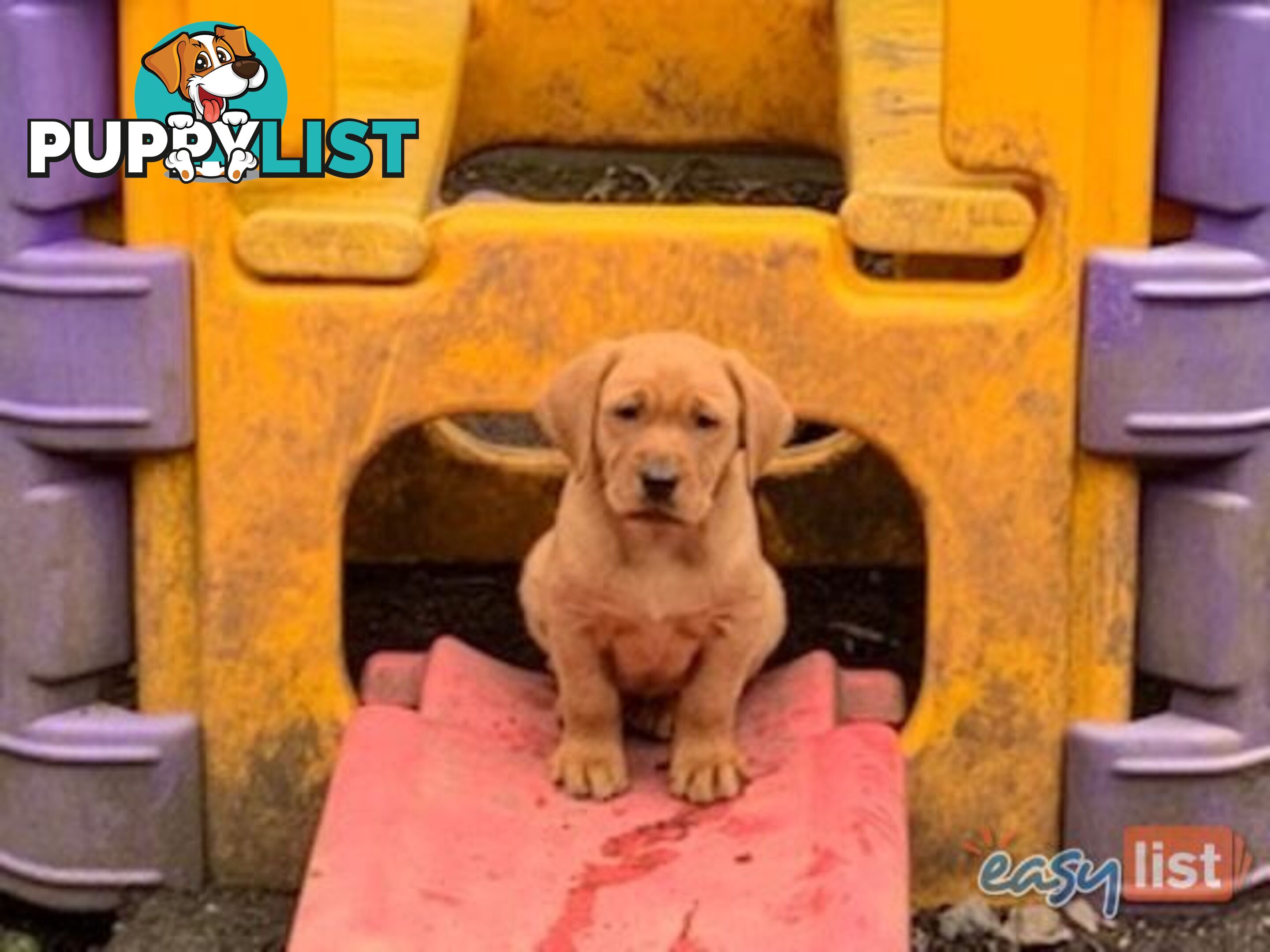 Labrador Puppies - Purebred